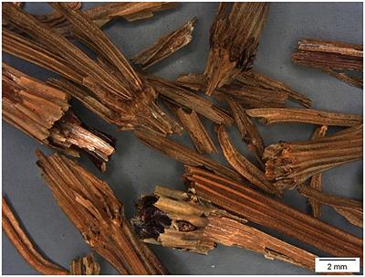 Comparison of Biogenic Amorphous Silicas Found in Common Horsetail and Oat Husk With Synthetic Amorphous Silicas